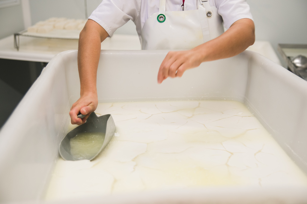 Käsebruch beim Dicklegen der Ziegenmilch